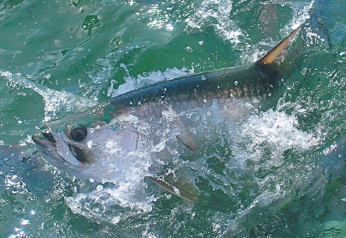 A tarpon comes to the surface is Islamorada, Florida, where tarpon fishing is a huge sport.