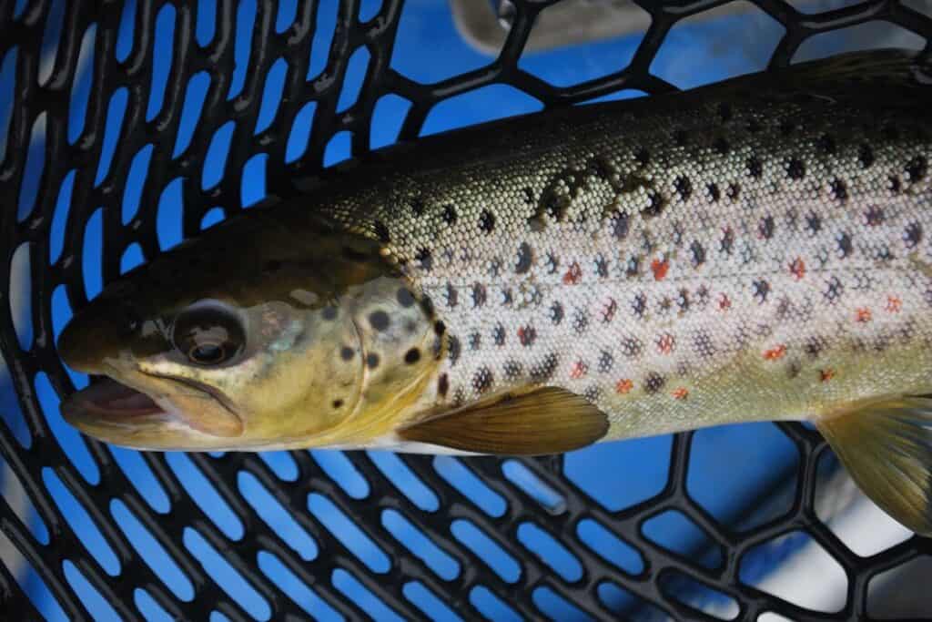 Closeup of a brown trout in a landing net, caught fishing in the Deerfield River in Massachusetts.