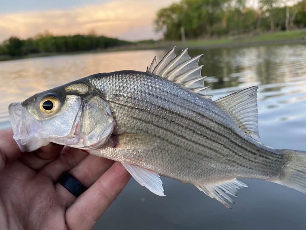 Closeup of a pretty white bass held in a hand with water and shoreline in the background.