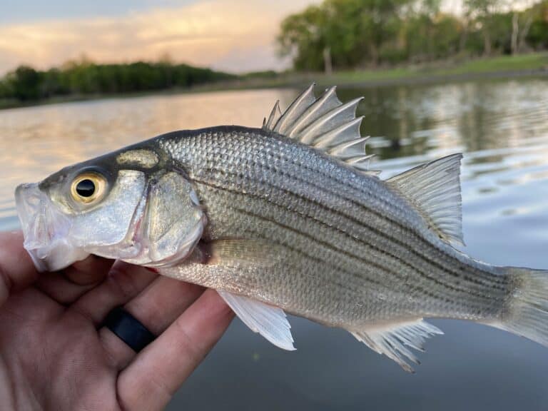 White Bass Fishing Simple HowTo Techniques and Tips Best Fishing in