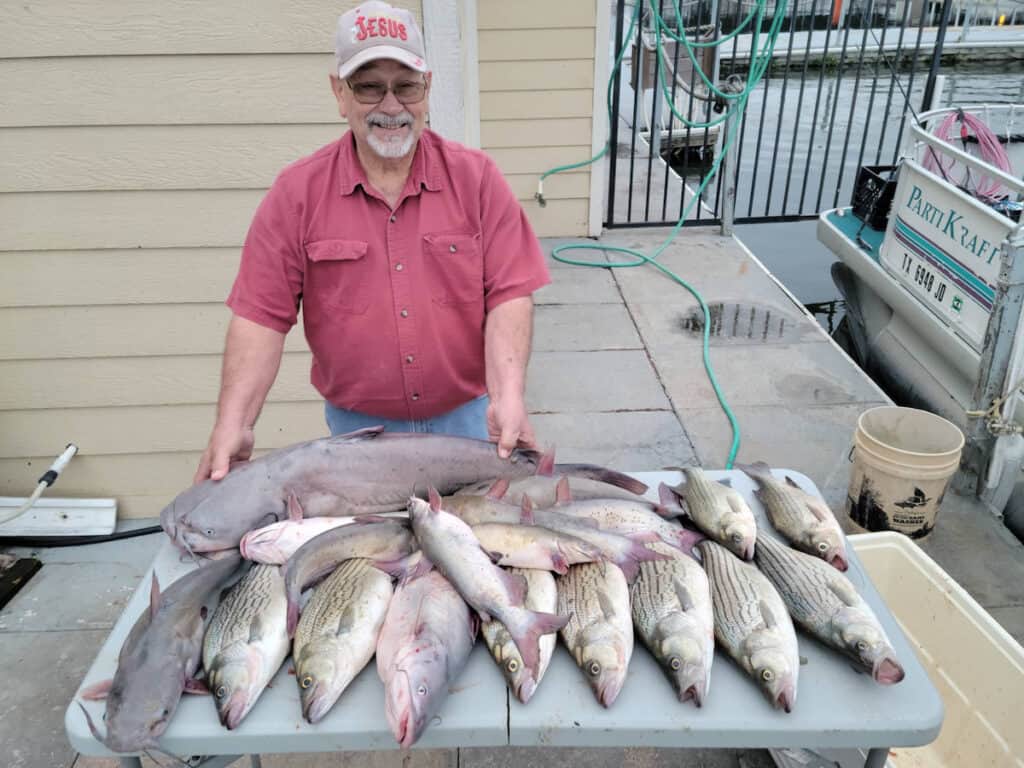 A smiling man stands behind a fish cleaning table loaded with large catfish and hybrid striped bass caught fishing at Lake Conroe.