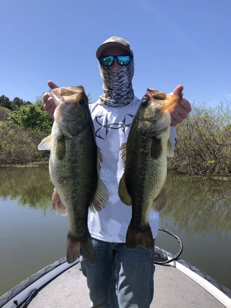 A man in sunglasses and a gator garment wrapped around his neck for sun protection holds up a pair of nice largemouth bass, with a brushy shoreline in the background.