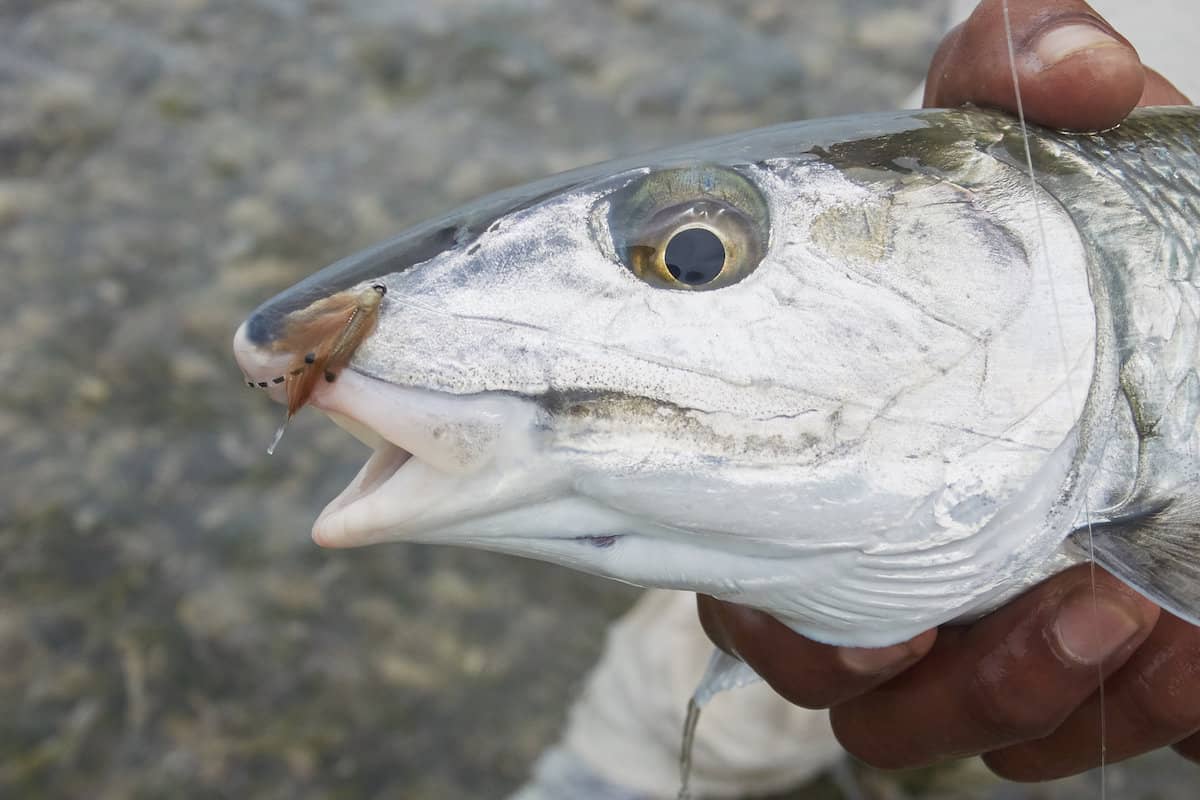 Angler's hand holds the head end of a bonefish with a fishing fly in its mouth.