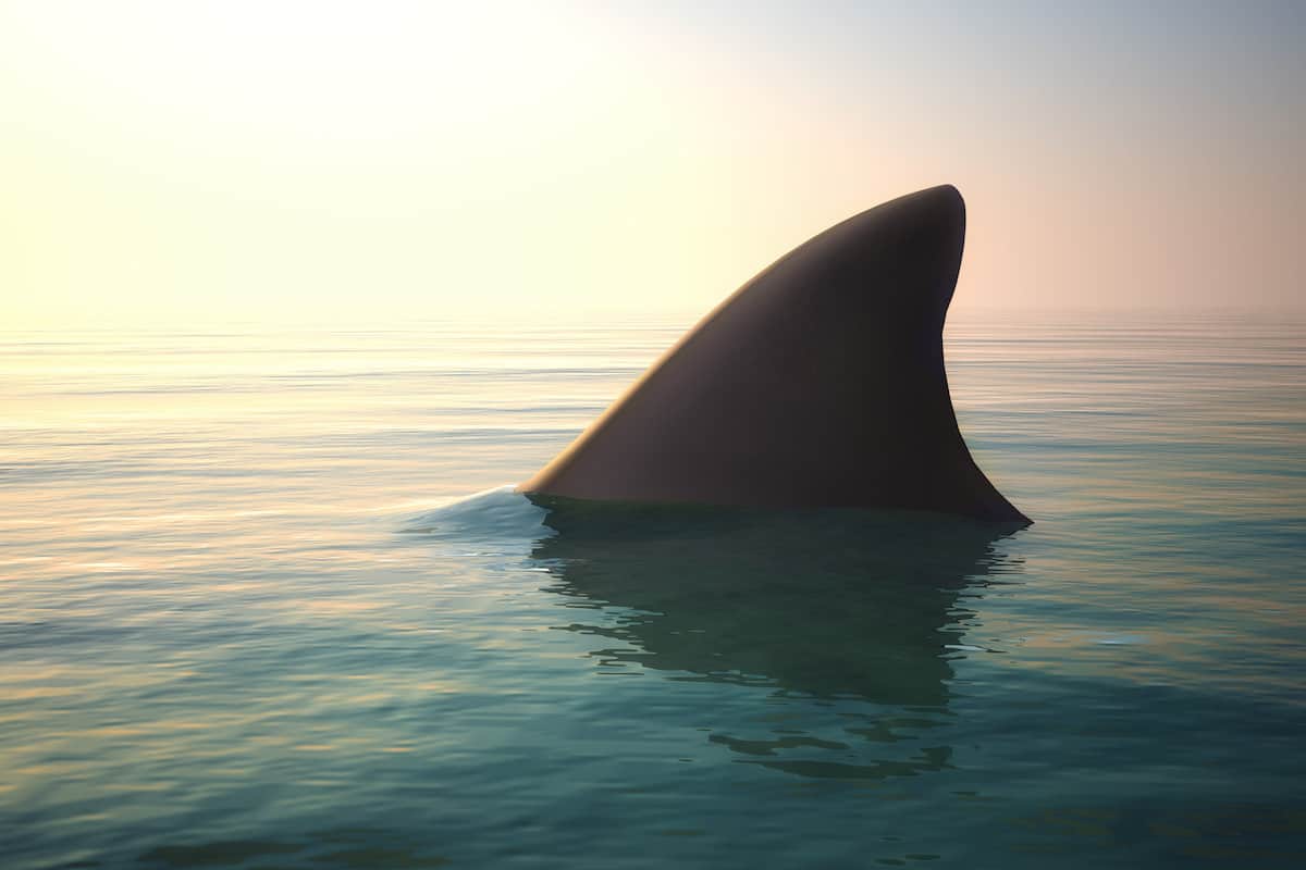 A shark fin sticks out of the ocean, appearing dark in partial silhouette.