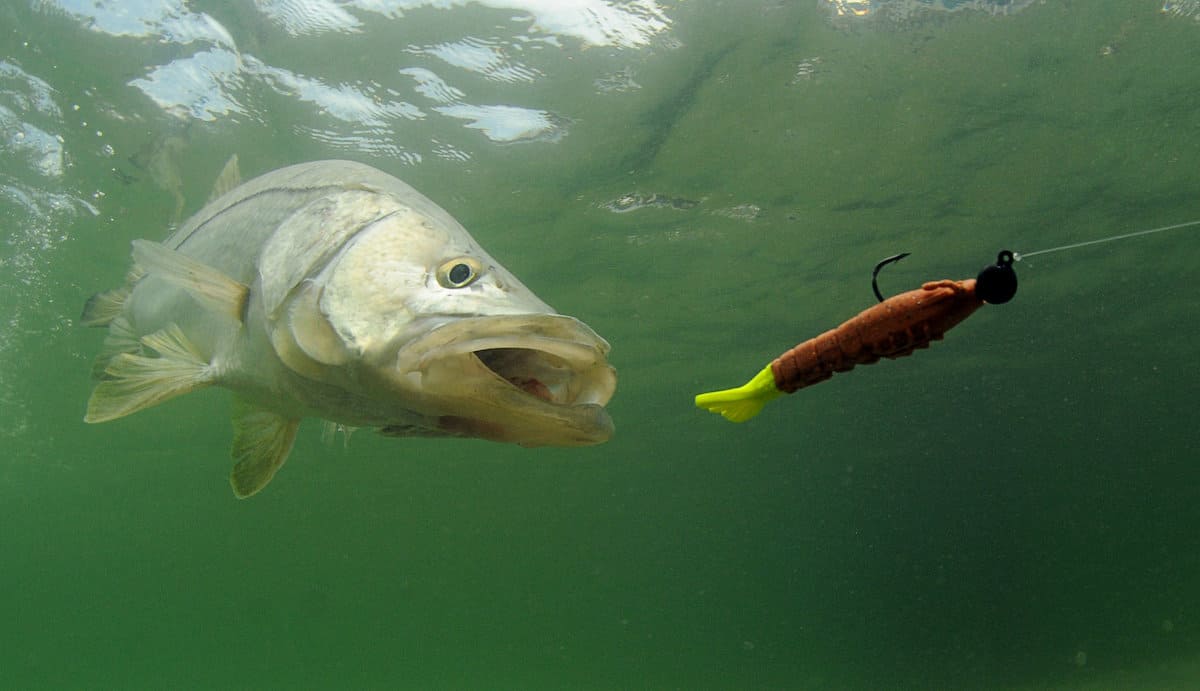 An underwater snook chases a soft plastic lure through green-tinted water in Florida.
