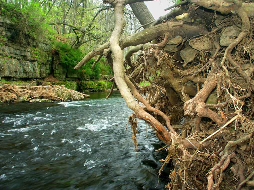 The Apple River flowing fast past a root wad from a downed tree through Apple River Canyon State Park in Illinois.