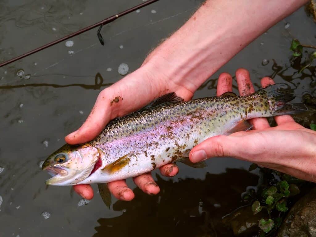 13 Best Trout Fishing Lakes and Streams in Illinois Best Fishing in