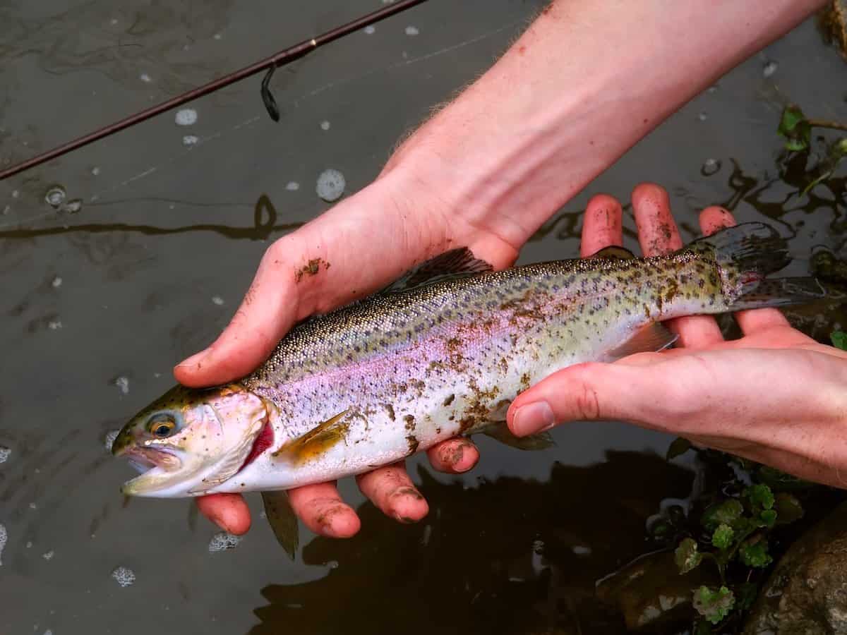 Photo of a rainbow trout being held in two hands at Apple River, Illinois.