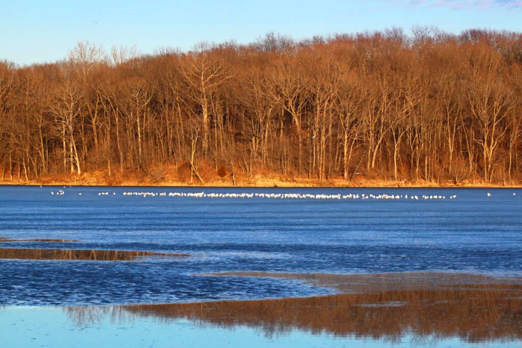 White birds dot blue water of Clinton Lake with barren trees in the background, within the Clinton Lake State Recreation Area.