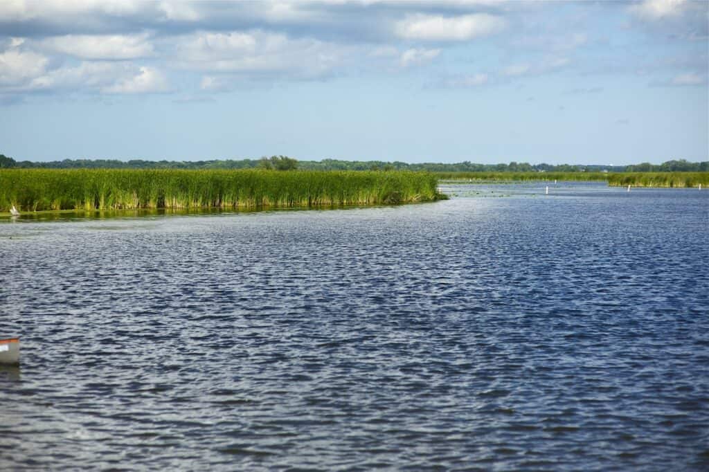 Tall grass lines the bank of Fox Lake in northern Illinois, providing excellent cover for spring spawning crappie.