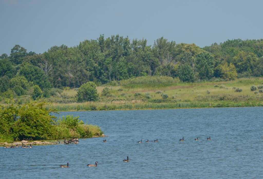 Geese swim near the grassy shoreline of Shabbona Lake, one of the better walleye fishing lakes in Illinois.