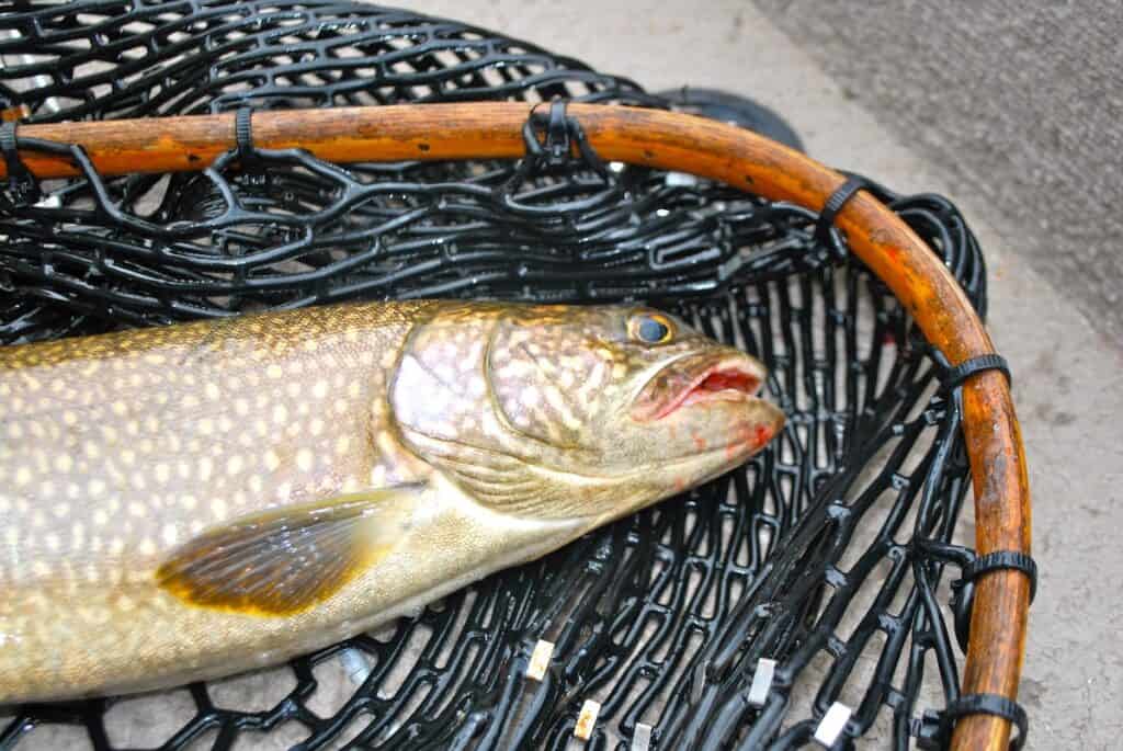 A lake trout in a net caught at Sebago Lake, one of Maine's top trout fishing lakes.