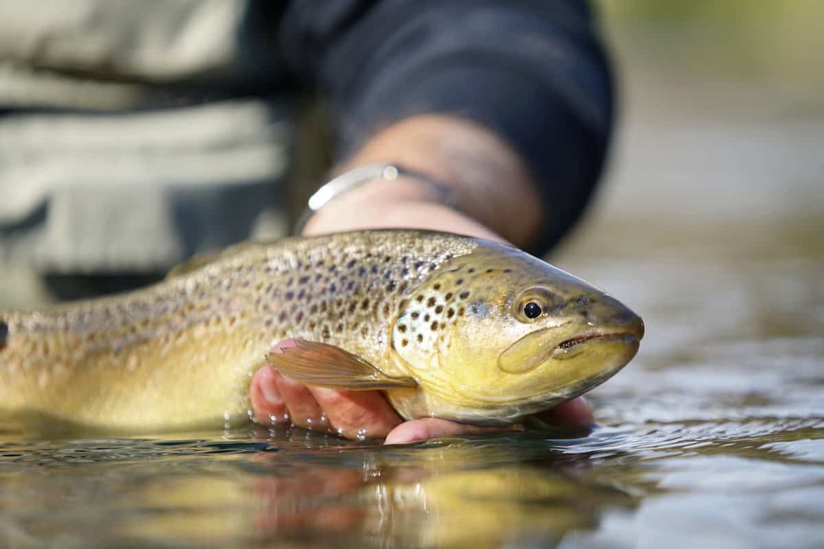 An angler's hand cradles a brown trout just above the surface of the water.