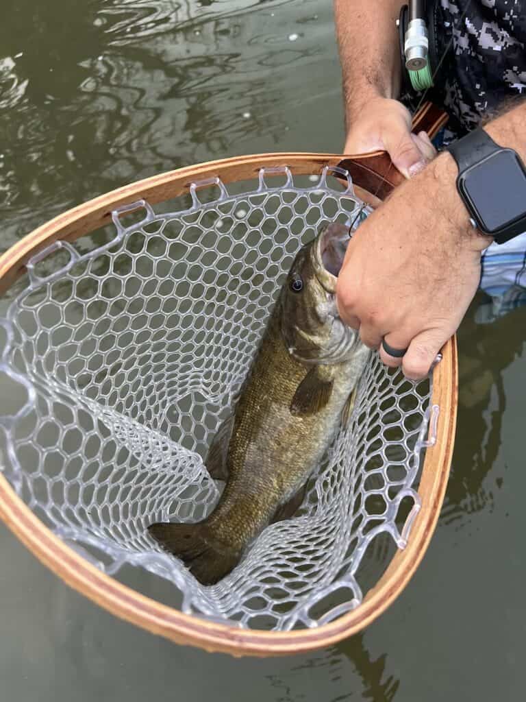A smallmouth bass in a small landing net held above a Missouri stream.