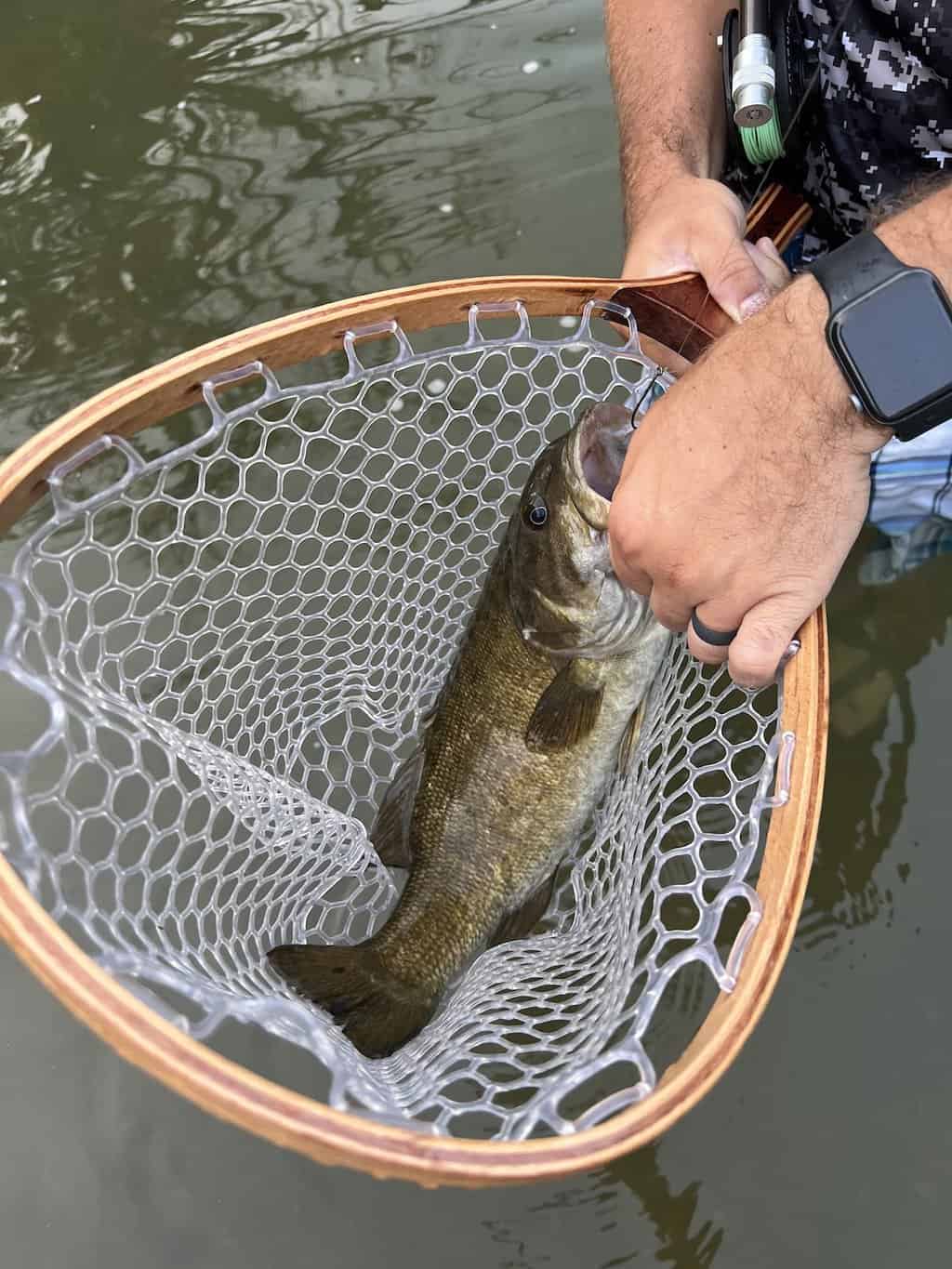 13 Best Smallmouth Bass Fishing Lakes & Rivers in Missouri - Best