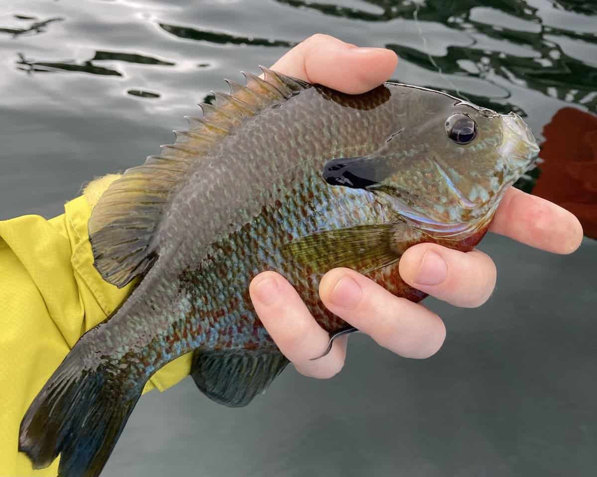 An anglers hand holds a nice sized bluegill in front of the water at Lake George, New York.