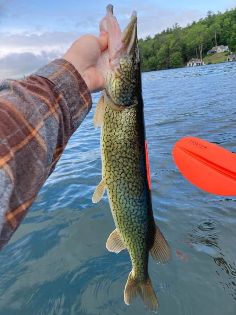 An anglers hand holds up a large pickerel caught fishing from a kayak on Lake George in New York.