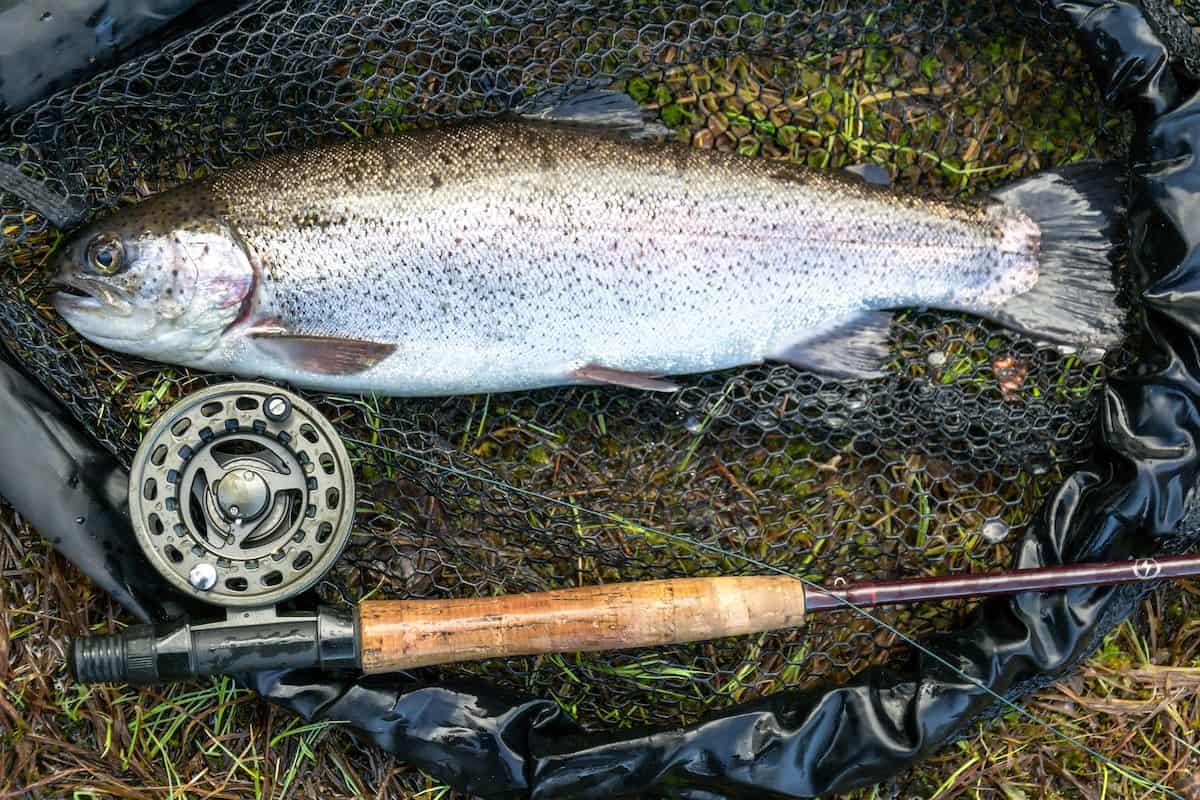 A rainbow trout in a net on the ground with fly rod laying alongside.