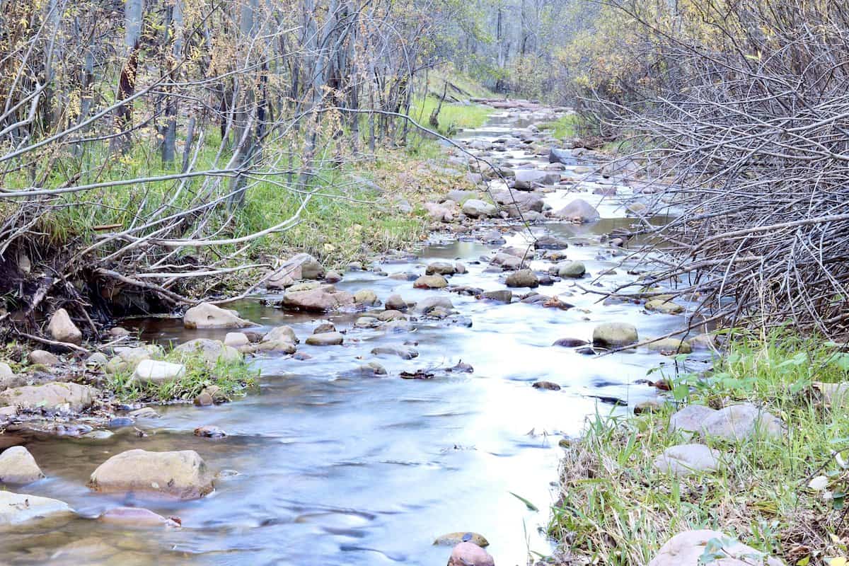 Tonto Creek, an Arizona trout fishing stream, flows between small trees and over rocks.