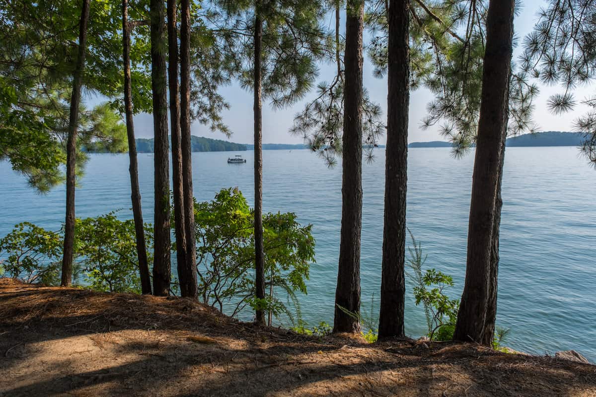 Blue tranquil water of Lake Lanier with a boat appear between the trunks of pine trees on the shoreline.