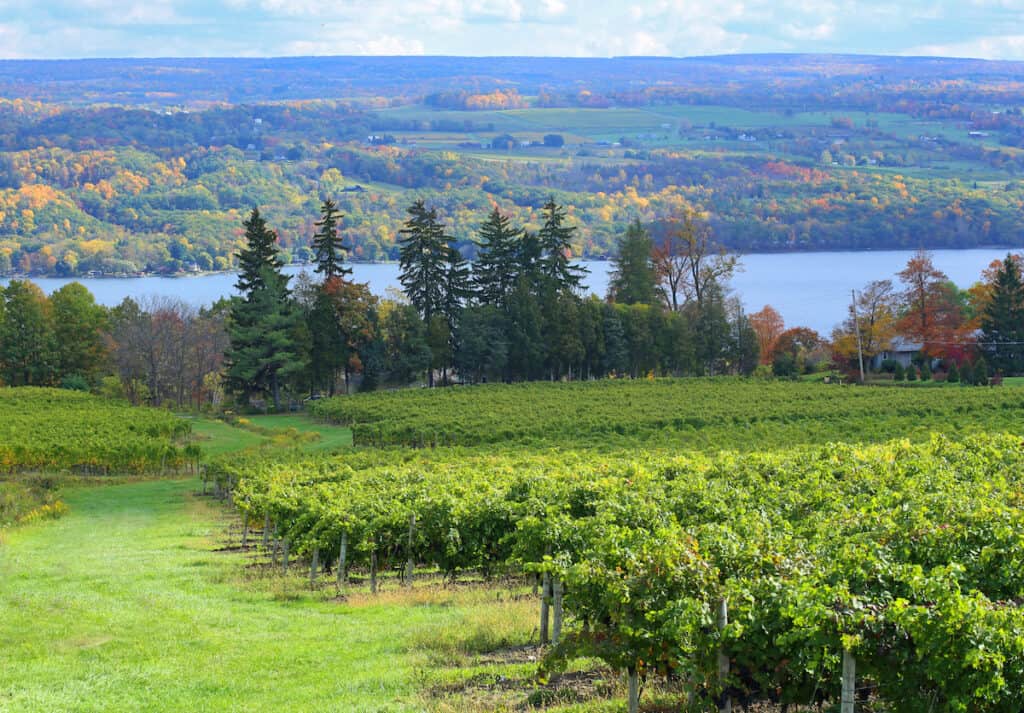 Vineyard on a hill in the foreground with Keuka Lake in the distance and fall colors showing on shoreline trees.