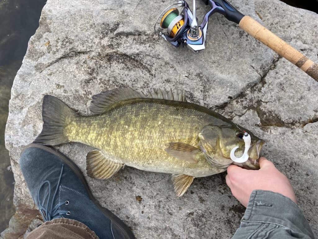 An angler's hand holds a nice sized smallmouth bass on a rock at the Niagara River.