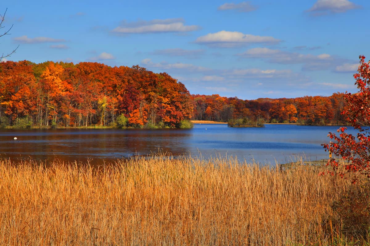 Red and yellow fall colors shine brightly along the shores of Kent Lake, a top walleye fishing spot in Michigan.