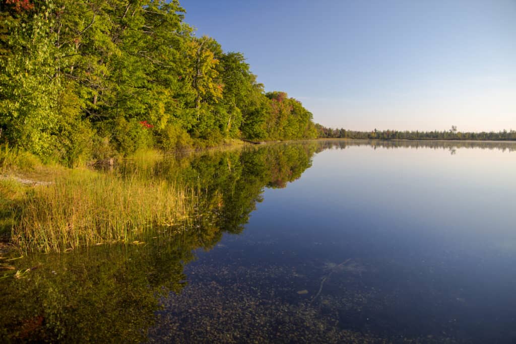 The weedy shoreline of Higgins Lake in Michigan illustrates the type of habitat that is excellent for northern pike fishing.