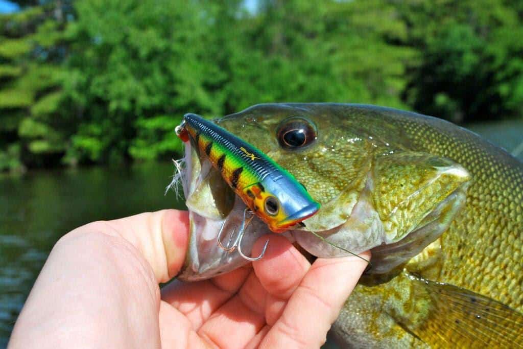 An angler's hand holds a Lake Winnipesaukee smallmouth bass by the lips with a lure in the fish's mouth.