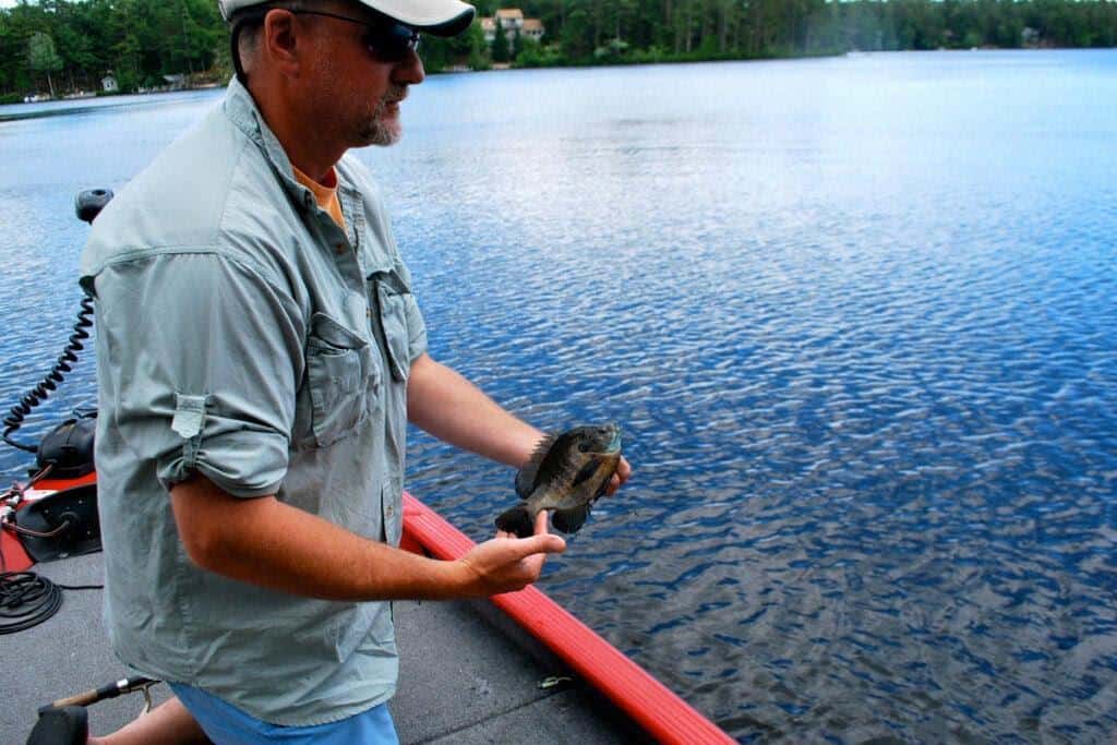 Fishing guide Mark Beauchesne holds a bluegill caught at Lake Winnipesaukee.