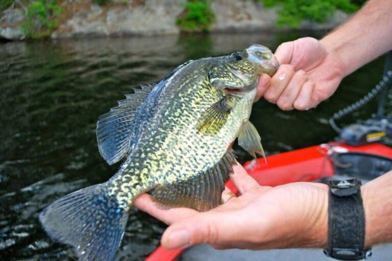 Fishing in Lake Winnipesaukee Complete Angler's Guide Best Fishing