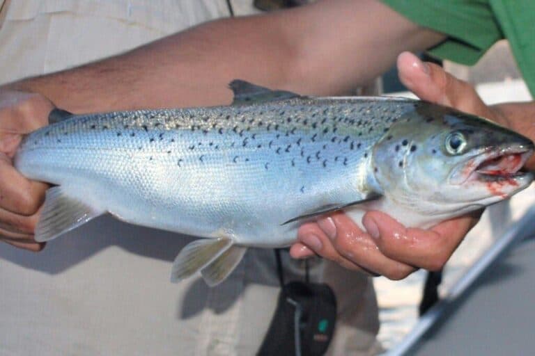 Fishing in Lake Winnipesaukee Complete Angler's Guide Best Fishing