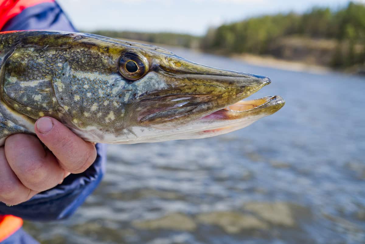 10 Best Northern Pike Fishing Lakes and Rivers in Michigan - Best