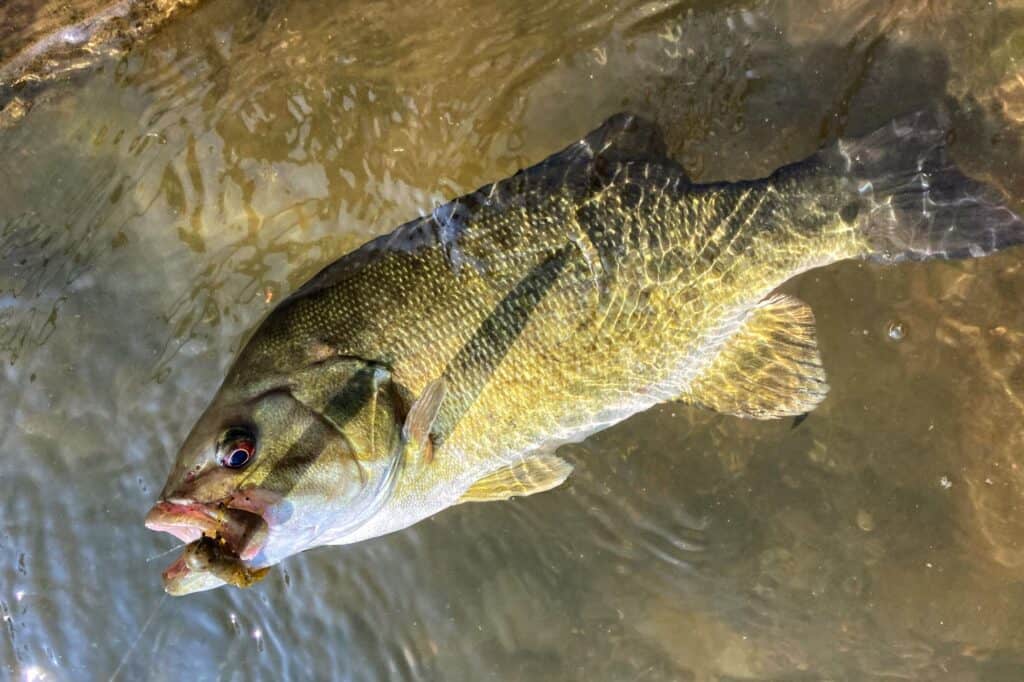 A smallmouth bass on top of the water with a jig hooked in its mouth.