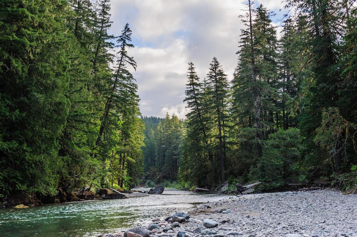 A quiet stretch of the upper Cowlitz River, one of Washington's best salmon and steelhead fishing streams.