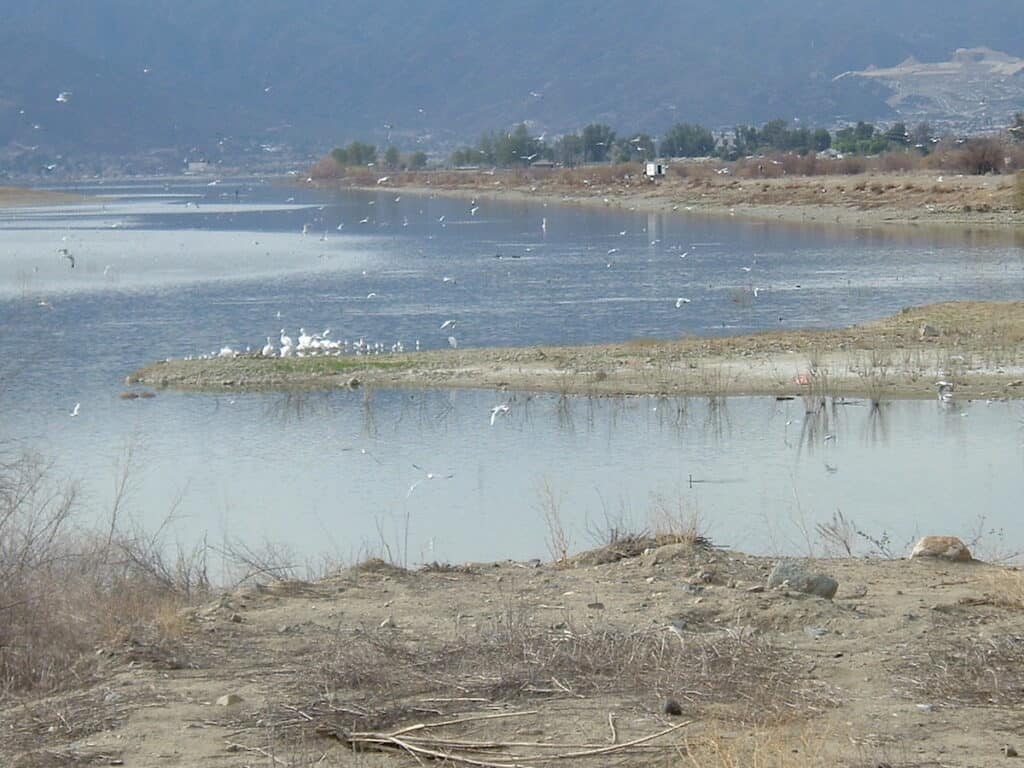 Many shorebirds flying and landed along the shorelines of Lake Elsinore at the inlet of the San Jacinto River.