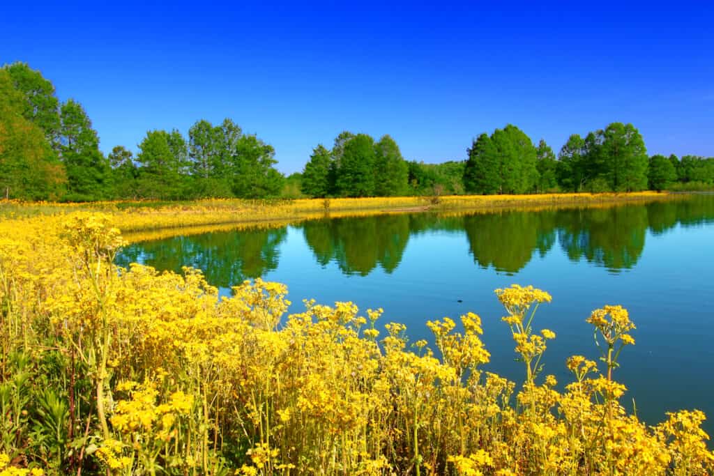 Yellow flowers line the calm lake water Carlyle Lake at Hazlet State Park.