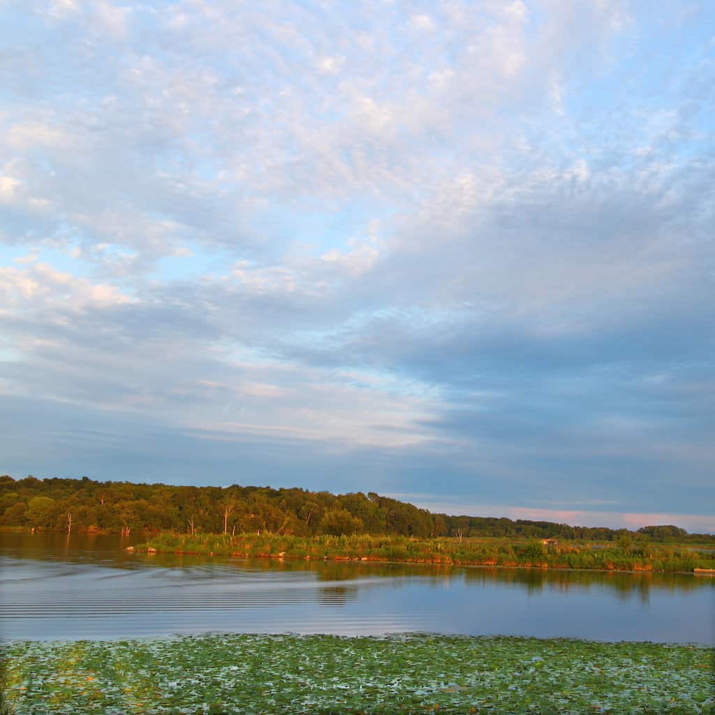 Scenic photo of Shabbona Lake with lily pads in the foreground and other popular fishing cover sticking up under a big cloud-studded sky.