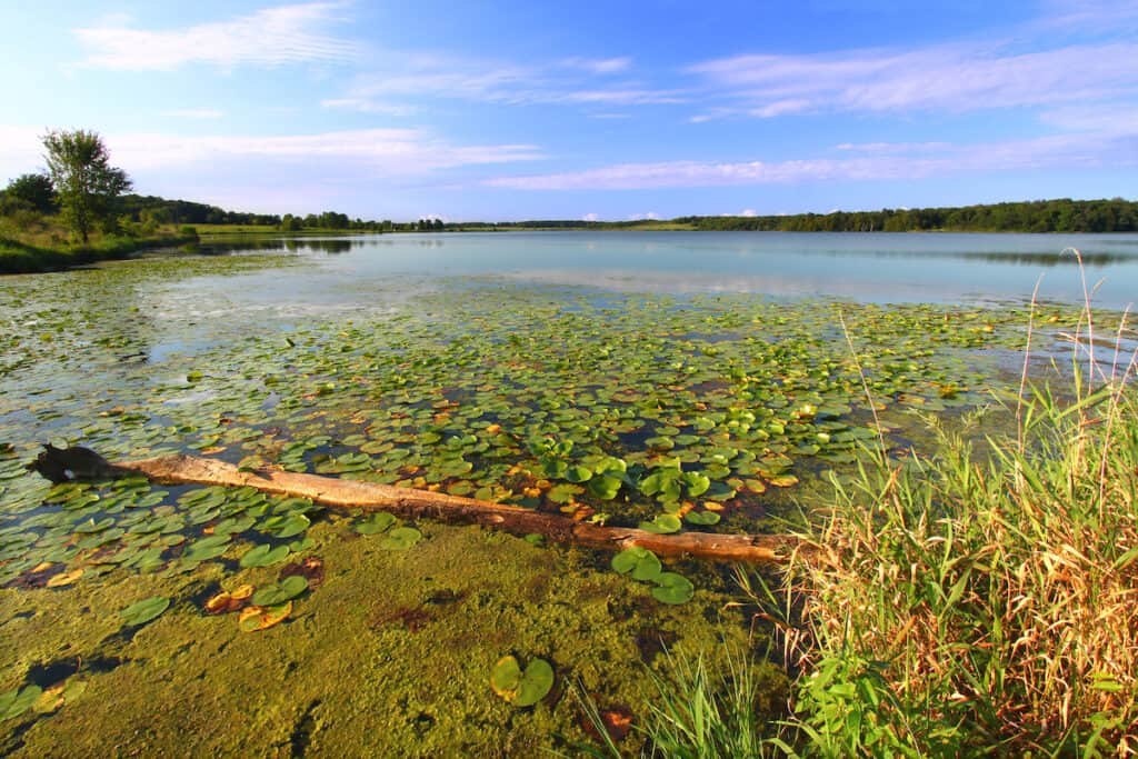 Lily pads and a log along the shoreline of Shabbona Lake are some of the many places that hold gamefish on this northern Illinois fishing hot spot.