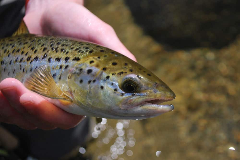 Closeup of a Maine landlocked Atlantic salmon in an angler's hand.