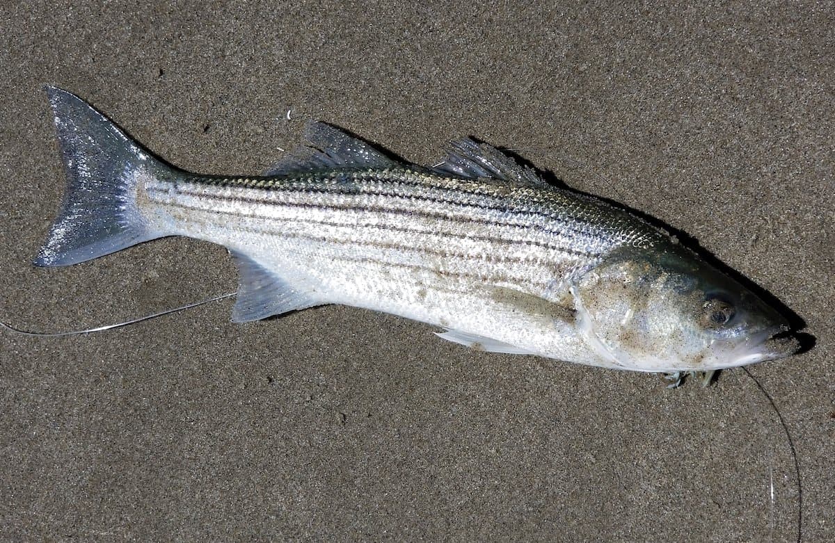 Closeup of a live striped bass on the wet sand of an ocean beach with visible fishing line.