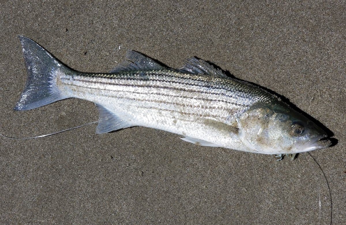 Striper fish 2025
