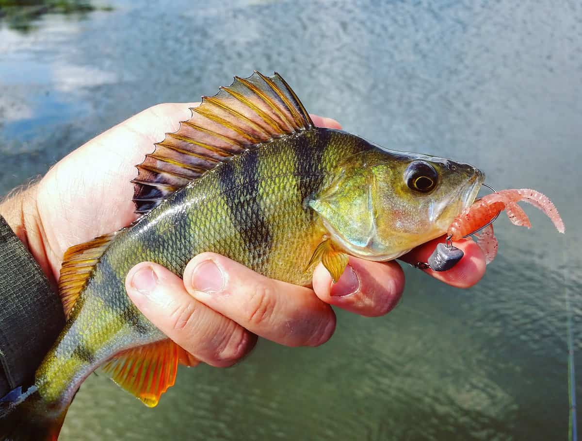 An angler's hand clutches a colorful yellow perch with a fishing lure in its mouth, with lake water in the background.