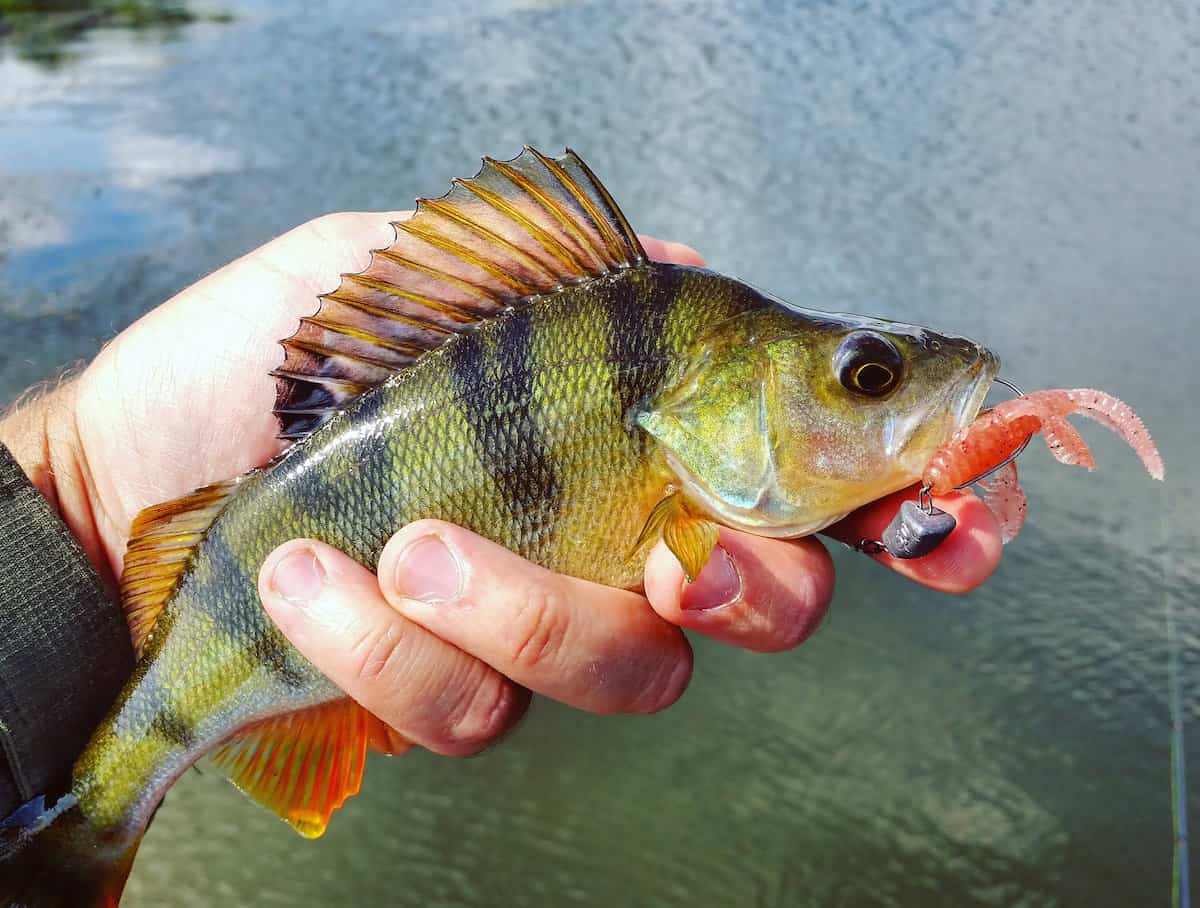 8 Best Yellow Perch Fishing Spots in Michigan - Best Fishing in America