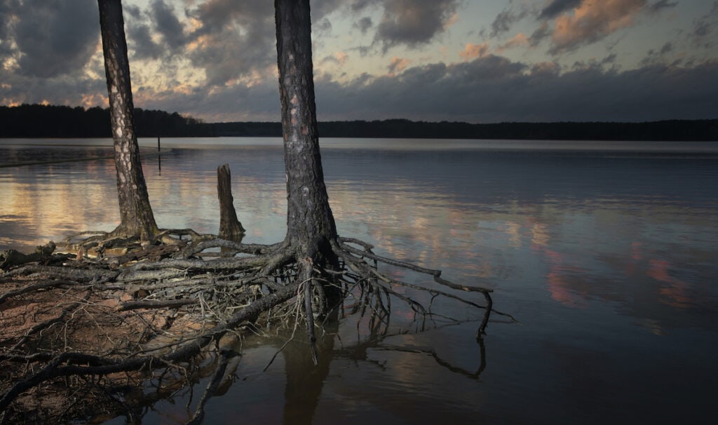 Colorful sunset at Jordan Lake in North Carolina with trees and exposed roots.