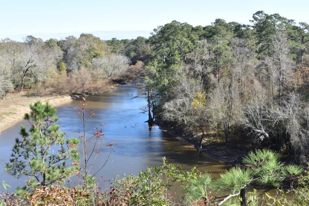 Neuse River Overlook at Cliffs of the Neuse State Park, one of North Carolina's top catfishing streams.