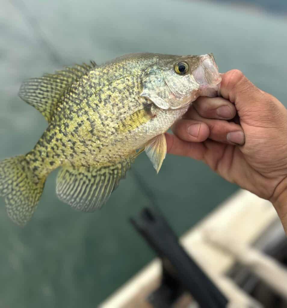 Closeup of a crappie caught at Hills Creek Reservoir.