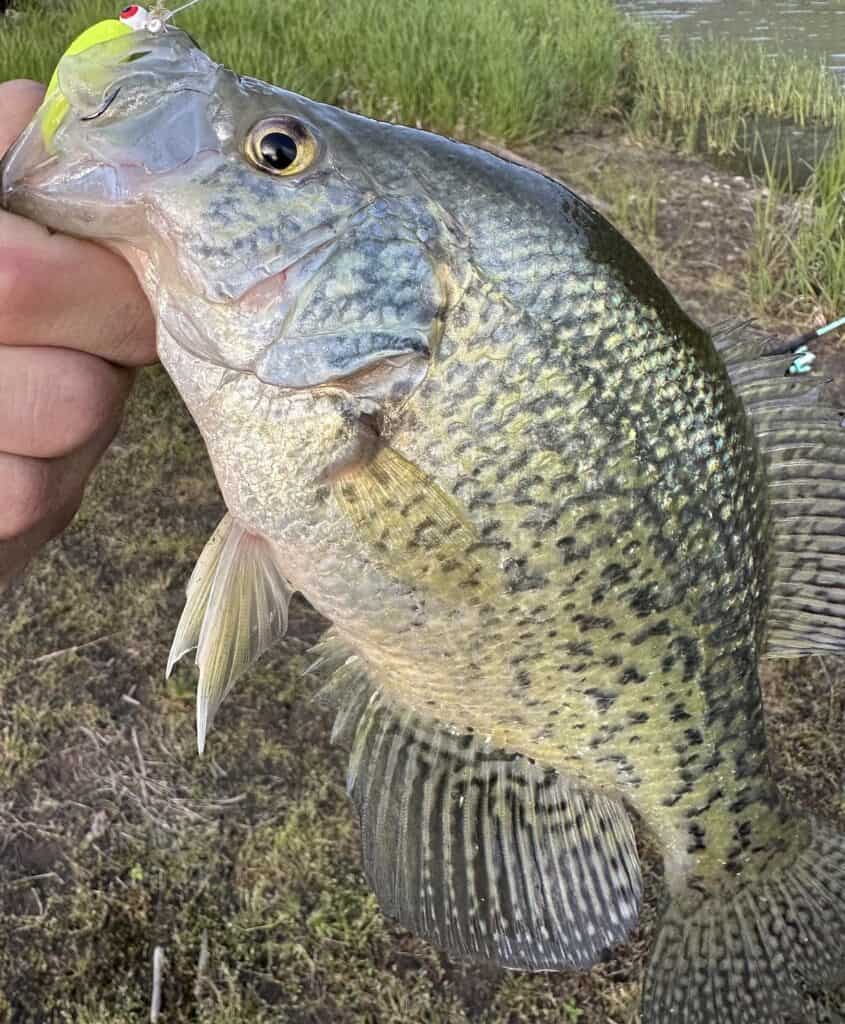 Closeup of a crappie with a chartreuse jig and a fisherman's fingers, caught at Lookout Point Lake.