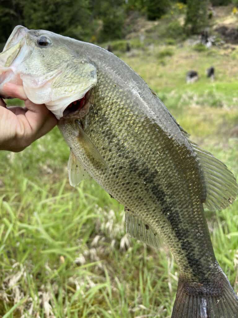 Closeup of a largemouth bass held in a hand with the grassy banks of Lookout Point Lake in the background.