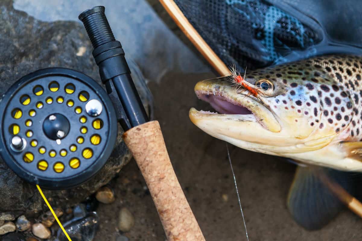 Closeup of the head of a large brown trout with a fly hooked in its mouth and a fly fishing rod next to it.